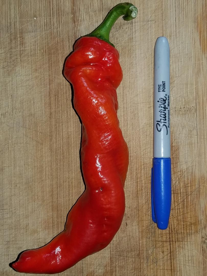 Cowhorn Pepper Seeds