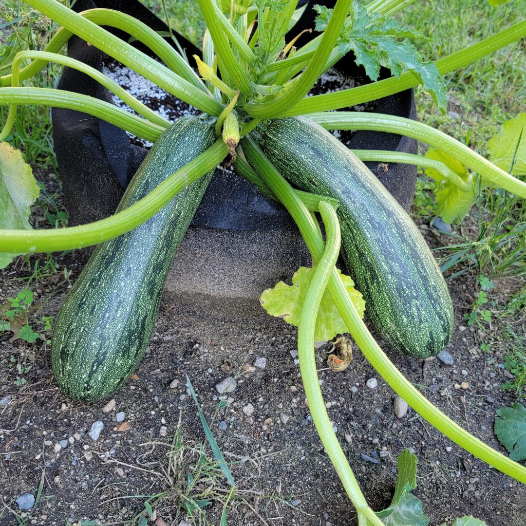 Gray Zucchini Seeds