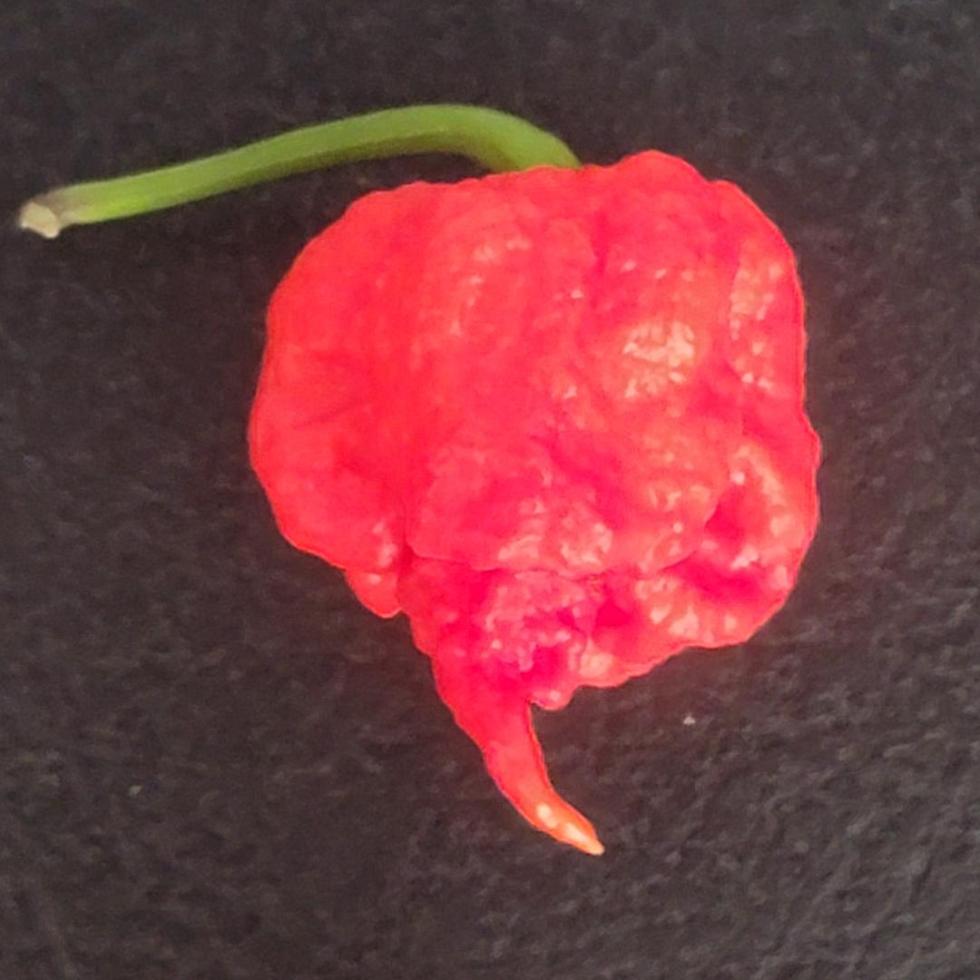 Trinidad Moruga Scorpion Pepper Seeds