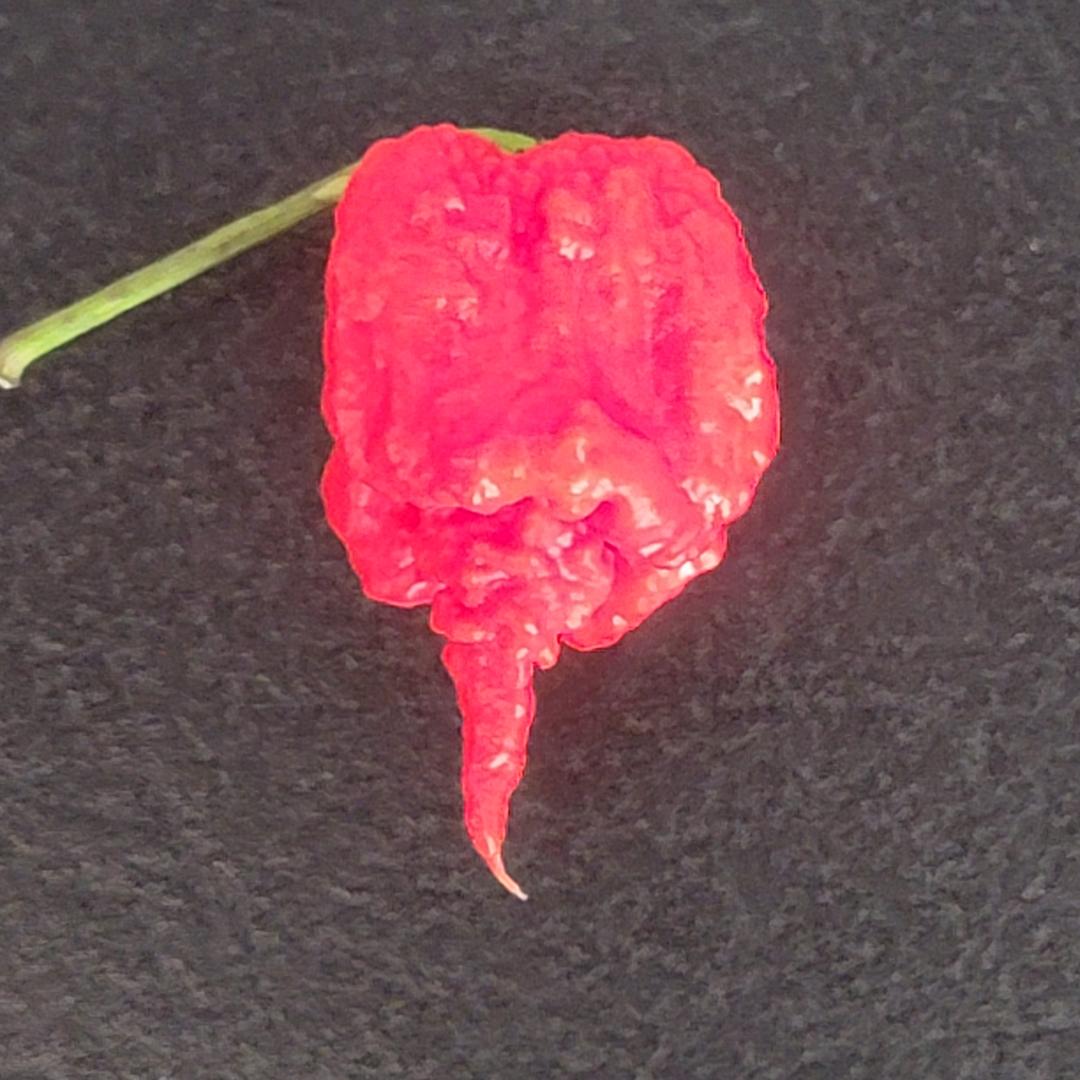Trinidad Moruga Scorpion Pepper Seeds