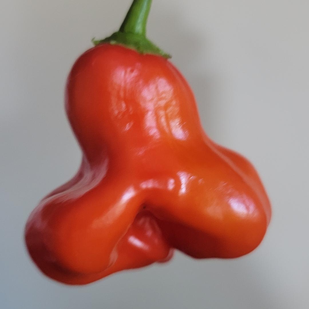 Red Mushroom Pepper Seeds