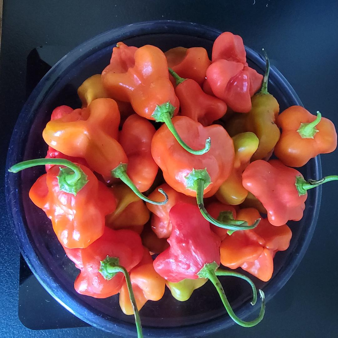 Red Mushroom Pepper Seeds