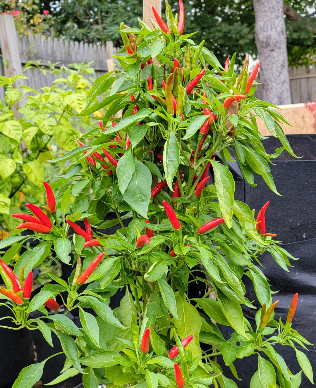 Santaka Pepper Seeds Japanese Hot Peppers