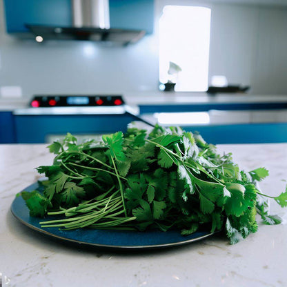 Cilantro Seeds