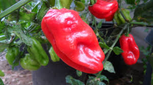 Venezuelan Tiger Pepper Seeds – Capsicum chinense – Mild Heat – Non-GMO