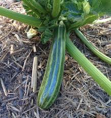 Cocozelle Zucchini Seeds – Cucurbita pepo – Heirloom Summer Squash – Non-GMO
