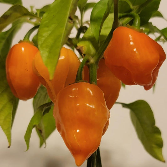 Orange Habanero Pepper Seeds