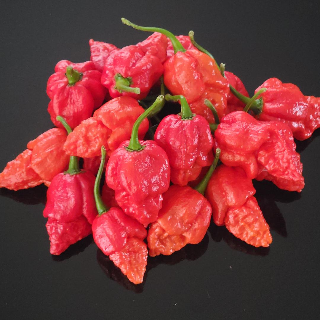 Red Brain Strain Pepper Seeds