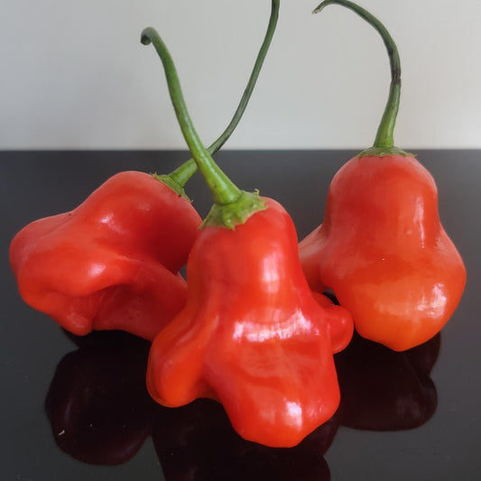 Red Mushroom Pepper Seeds