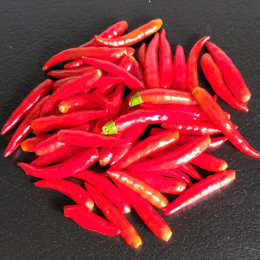 Santaka Pepper Seeds Japanese Hot Peppers