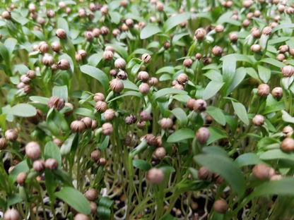 Cilantro Seeds