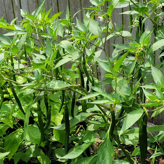 Kung Pao Pepper Seeds