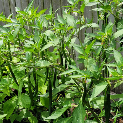 Kung Pao Pepper Seeds